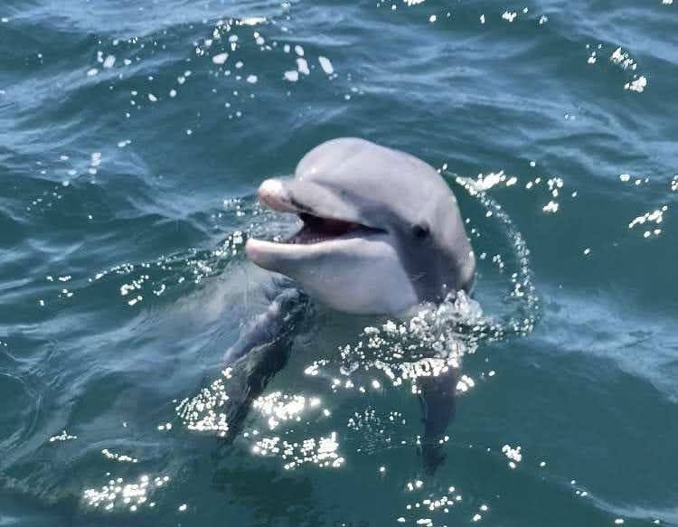 dolphin tours panama city beach