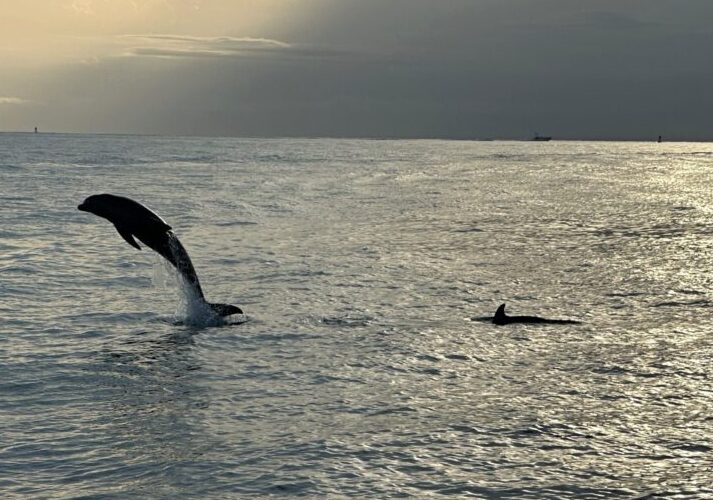 dolphin tours panama city beach