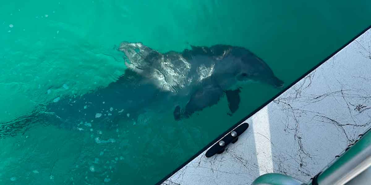 Dolphin watching from the boat