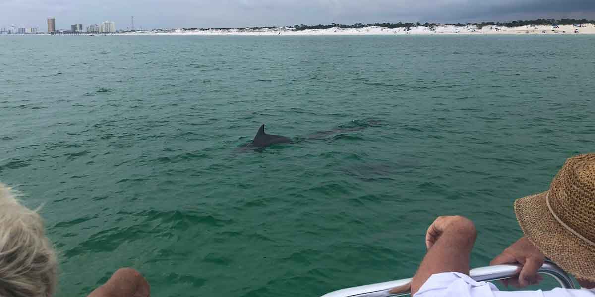 Wild dolphins swimming in the emerald waters near Panama City Beach