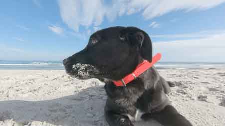 Dog on a beach