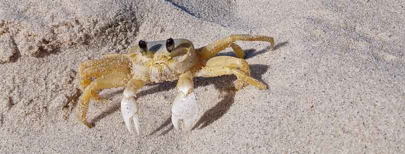 A ghost crab on the sand at Shell Island near Panama City Beach