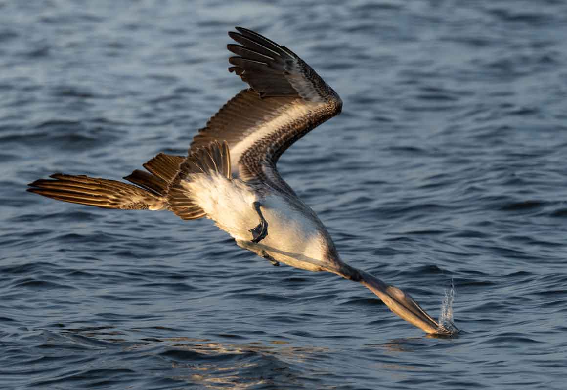 Pelican diving for fish in ocean